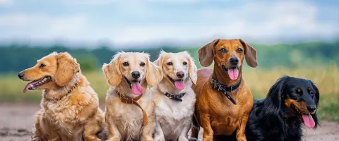 A leading pet products chain in the U.S