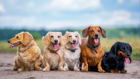 A leading pet products chain in the U.S